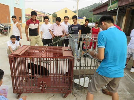 Cứu hộ thành công 1 cá thể gấu chó tại Điện Biên - 3 Chú gấu chó này được tịch thu từ 1 vụ buôn lậu hồi tháng 2/2015