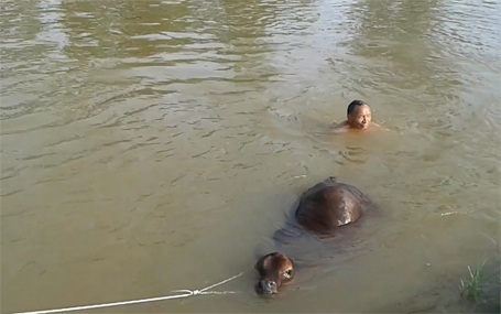 Xem cảnh nhiều người vật lộn giải cứu con bê dưới dòng kênh - 1 Sau khoảng 1 tiếng đồng hồ vật lộn, người dân mới đưa được chú bê lên bờ