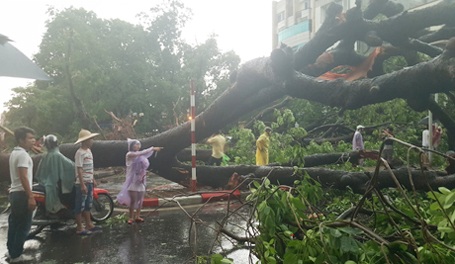 Giông lốc quật đổ cây xanh ở Hà Nội: Không gian sống của cây quá chật chội - 1 Giông lốc quật đổ cây xanh ở Hà Nội: Không gian sống của cây quá chật chội