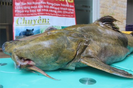 Cận cảnh cá Chiên “khủng” giá 40 triệu đồng tại Hà Nội - 4 Miệng cá khá lớn