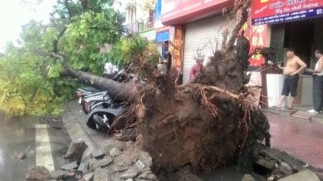 Mưa giông lớn "càn quét" Hà Nội, cây xanh đổ la liệt, giao thông hỗn loạn - 33 Câ đổ đè bẹp nhiều xe máy trên đường Nguyễn Văn Cừ