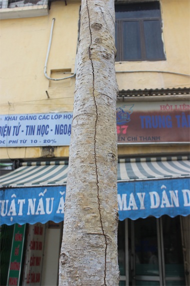 Hà Nội: Xót xa nhìn hàng “cọc khô” trên đường Nguyễn Chí Thanh - 10 Nứt dọc khá dài theo thân cây