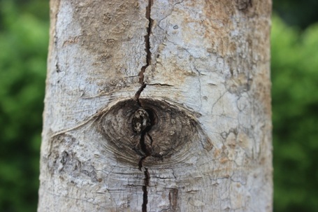 Thân cây nứt ăn sâu vào cả lớp gỗ bên trong