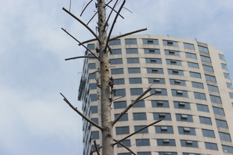 Nhiều cây lá đang héo dần