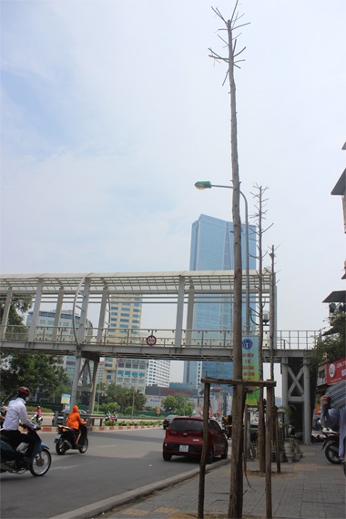 Hà Nội: Xót xa nhìn hàng “cọc khô” trên đường Nguyễn Chí Thanh - 3 Như những chiếc cọc khô...