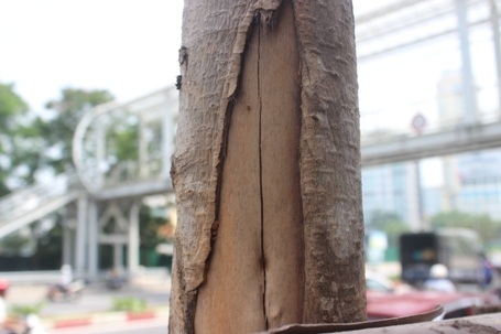 Gỗ bên trong cũng có dấu hiệu bị khô