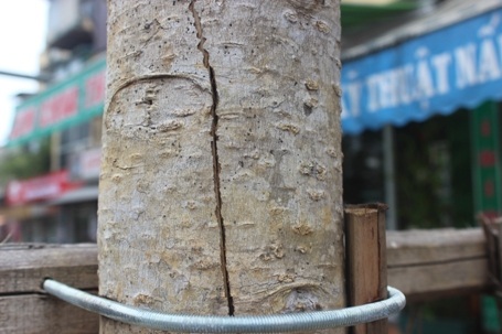 Nứt dọc khá dài theo thân cây