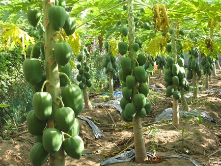 Điều kiện nhận chuyển nhượng đất trồng cây lâu năm? - 1 Điều kiện nhận chuyển nhượng đất trồng cây lâu năm?