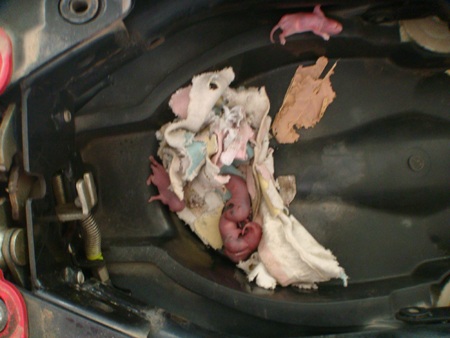 Chuột cũng là nguyên nhân làm cháy xe máy? - 1