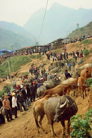 Chợ trâu Si Ma Cai: Những góc nhìn thú vị