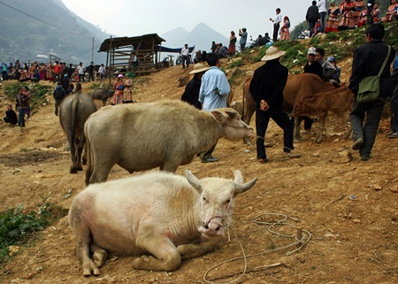 Chợ trâu Si Ma Cai: Những góc nhìn thú vị