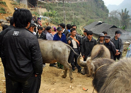 Chợ trâu Si Ma Cai: Những góc nhìn thú vị