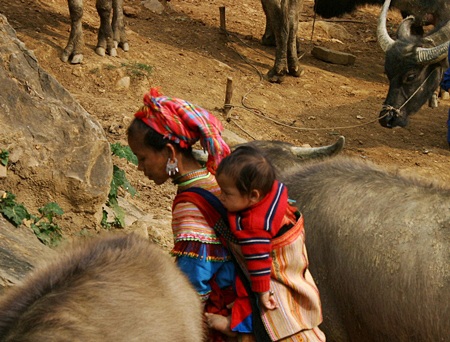 Chợ trâu Si Ma Cai: Những góc nhìn thú vị
