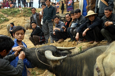 Chợ trâu Si Ma Cai: Những góc nhìn thú vị