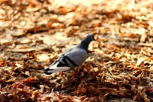 Chiều thu sâu lắng ở Paris! - 6 Xa xa,... một chú chim câu đang tìm bạn!