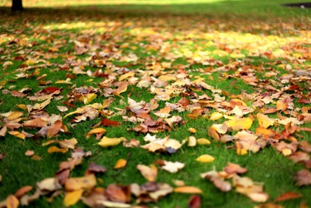 Chiều thu sâu lắng ở Paris! - 5 Con nai vàng ngơ ngác, đạp trên lá vàng rơi,...