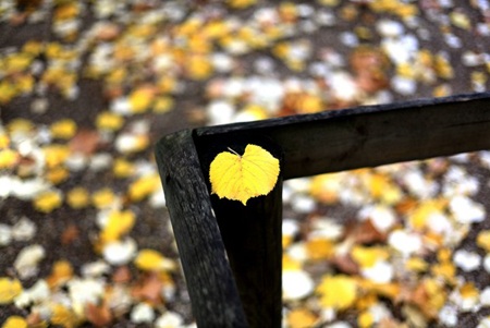 Chiều thu sâu lắng ở Paris! - 4 Con nai vàng ngơ ngác, đạp trên lá vàng rơi,...