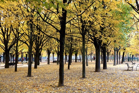 Chiều thu sâu lắng ở Paris! - 1 Chiều thu dịu dàng tại Paris