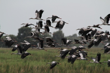 8000 con cò ốc quý hiếm bay về Vườn Quốc gia Tràm Chim