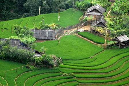 Ruộng bậc thang Sa Pa trở thành danh thắng Quốc gia - 1 Ruộng bậc thang của Lào Cai được công nhận là danh thắng quốc gia