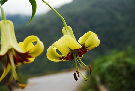 Vẻ đẹp của đèo Ô Quý Hồ luôn luôn biến ảo