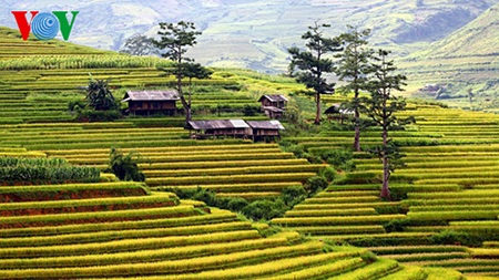 “Những bậc thang” ở Cao Phạ đang ngả đều màu vàng