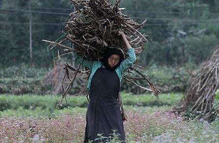 Màu hồng của hoa xen lẫn màu vàng óng của vụ đậu tương đang thu hoạch.