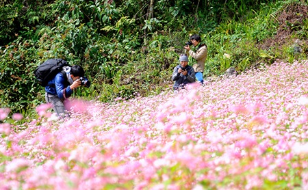 Màu hồng của hoa xen lẫn màu vàng óng của vụ đậu tương đang thu hoạch.