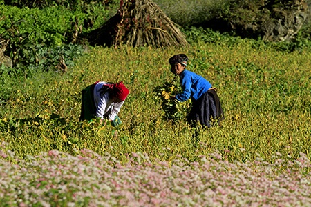 Màu hồng của hoa xen lẫn màu vàng óng của vụ đậu tương đang thu hoạch.