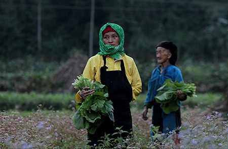 Màu hồng của hoa xen lẫn màu vàng óng của vụ đậu tương đang thu hoạch.