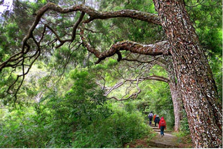 Đường Tùng. Ảnh: Nguyễn Thị Kim Liên 