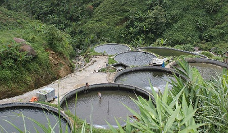Đến Sa Pa thưởng thức “đặc sản” cá hồi - 1 Đến Sa Pa thưởng thức “đặc sản” cá hồi
