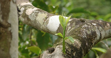 Tinh khiết những búp chè suối Giàng 