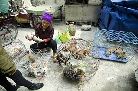 Chợ Bưởi sau cơn "đại phẫu" - 3 Rất nhiều các loài chim, cây cảnh được bày bán trên phố Hoàng Hoa Thám