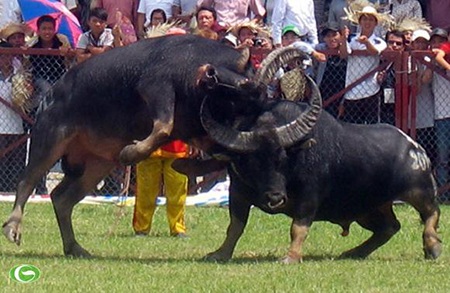 Đồ Sơn: Chơi trâu thì phải có tiền… - 2 Ở Đồ Sơn giờ đây, đã là người chơi trâu, phải là người có tiền. Tiền mua trâu, tiền chăm sóc…