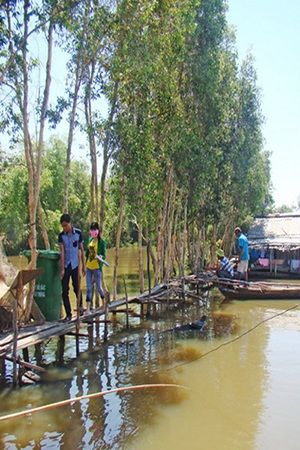 Mở ruộng sen đón khách “chơi sen” - 3 Trải nghiệm cầu ván trên mặt nước