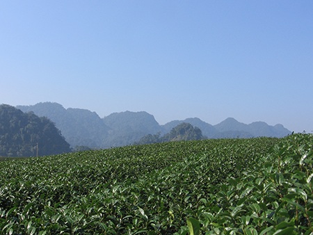 Mộc Châu vừa làm du lịch đã bị lai căng