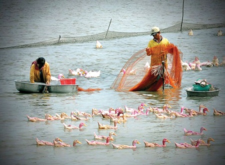 Mưu sinh mùa nước nổi - 2 Một công đôi việc