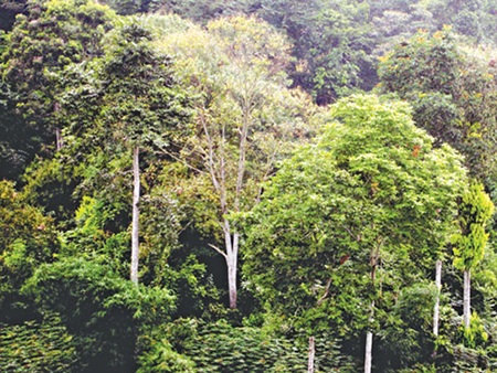 31 năm rừng được bảo vệ nhờ sức dân