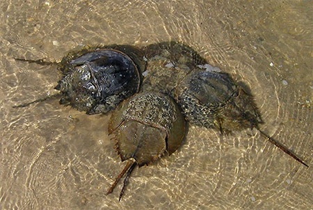 Từ nguyên liệu chính là thịt sam biển, người ta có thể chế biến ra được rất nhiều món ăn khác nhau