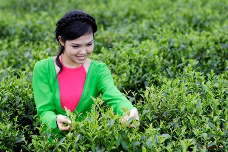 Thái Nguyên và hướng phát triển du lịch dựa vào đặc sản Trà - 3 Từ nhiều năm qua, thương hiệu chè Thái Nguyên đã được nhiều người biết đến