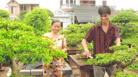 Chu du làng cây cảnh đẹp nhất trời Nam - 4 Từ trên bờ sông Hồng nhìn xuống cả làng, nhà nào cũng trồng cây cảnh, cây thế