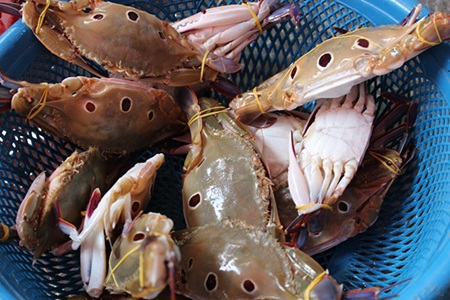 Ấm lòng canh ghẹ nấu chua ngày đông - 2 Ghẹ tươi thì thịt mới chắc, béo, thơm, nước canh mới ngọt.