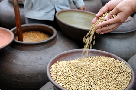 Đậu tương - nguyên liệu chính làm nên hương vị tương Bần nổi tiếng