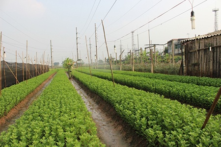Đẹp “ngẩn ngơ” sắc hoa Tây Tựu - 8 Với cả ngàn thửa ruộng hoa hồng, cúc, ly… đua nhau khoe sắc, làng hoa Tây Tựu đẹp như tranh vẽ