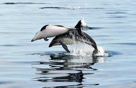 Những chú cá heo nhảy khỏi mặt nước ở Puerto, Argentina