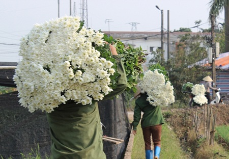 Đẹp “ngẩn ngơ” sắc hoa Tây Tựu - 3 Đẹp “ngẩn ngơ” sắc hoa Tây Tựu