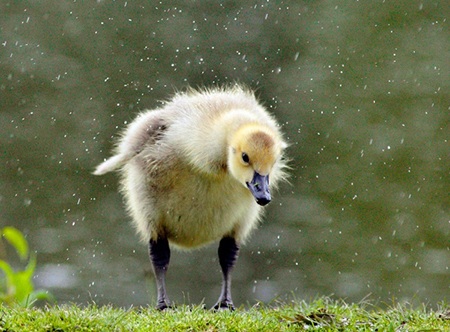 Một chú gấu trúc ngồi giữa 2 cành cây tại trung tâm chăm sóc ở Dujiangyan, Trung Quốc