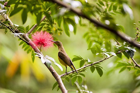 Sabah - Vùng đất của gió qua ống kính nhiếp ảnh gia Việt Nam - 1 Sabah - Vùng đất của gió qua ống kính nhiếp ảnh gia Việt Nam
