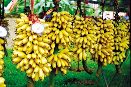 Về quê Chí Phèo ăn “Chuối tiến Vua” - 2 Vị ngọt mát, thơm ngon của chuối Ngự khiến người ăn không thấy chán (ảnh: gđxh)